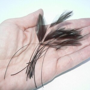May include: A collection of small, dark brown feathers with long, thin shafts.