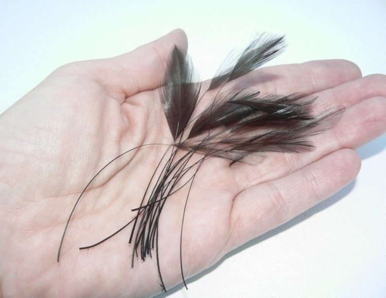 May include: A collection of small, dark brown feathers with long, thin shafts.