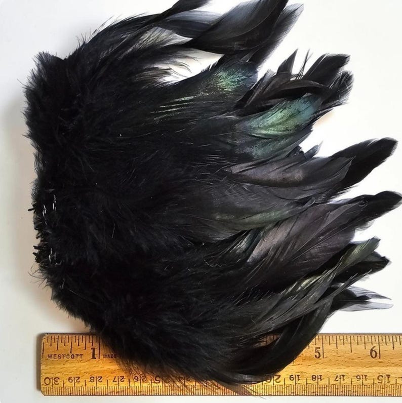 May include: A cluster of black feathers with iridescent green highlights, positioned above a wooden ruler that shows the feathers span approximately 5 inches in width. The feathers are layered and fanned out, displaying a soft, downy texture.