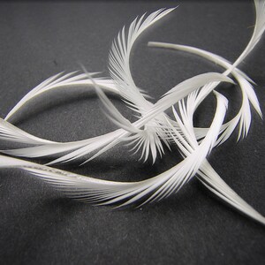 PURE WHITE CURLED Feather Biot Swords Select Your Quantity