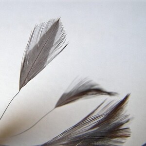 May include: A close-up of a group of gray and brown feathers. The feathers are arranged in a fan shape, with the tips of the feathers pointing towards the top of the image.