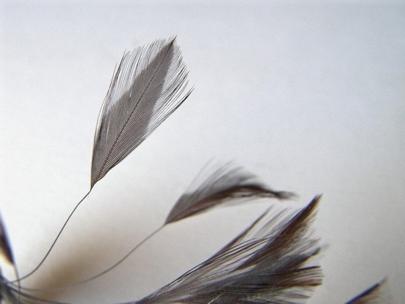 May include: A close-up of a group of gray and brown feathers. The feathers are arranged in a fan shape, with the tips of the feathers pointing towards the top of the image.