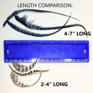 May include: A comparison of two sets of feathers, measured with a ruler. The longer set of feathers is 4-7 inches long, while the shorter set is 2-4 inches long.