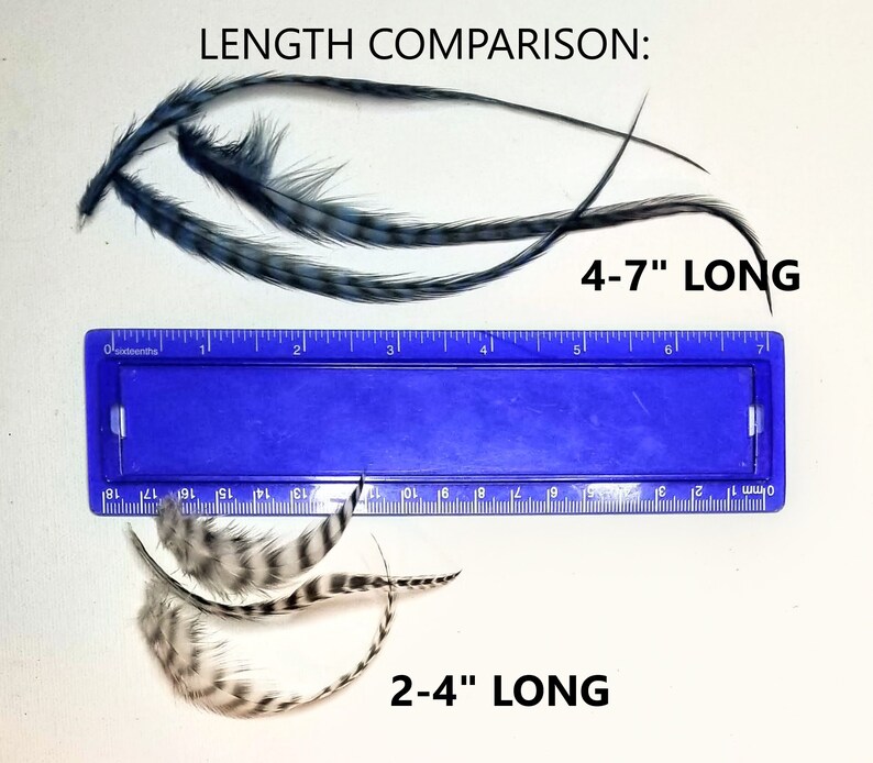 May include: A comparison of two sets of feathers, measured with a ruler. The longer set of feathers is 4-7 inches long, while the shorter set is 2-4 inches long.