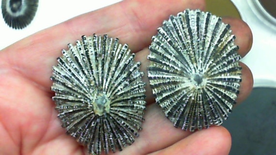 Mastering Faux - Create Realistic Opihi Shells From Polymer