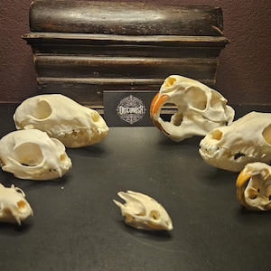 Gereinigte Tierschädel und Handknochen – Exemplare von Fuchs, Nerz, Bisamratte, Marderhund, Schildkröte, Katze und Nutria