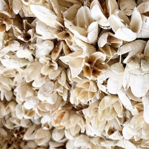 May include: A close-up of a collection of dried white flower buds. The buds are arranged in a random pattern, creating a textured and organic look.