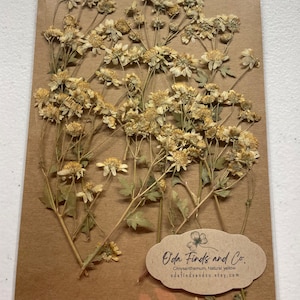 Chrysanthème avec tige, pressé, jaune naturel, fleurs pressées, fleurs séchées