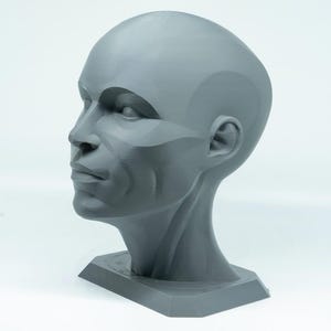 Planar head model, Artist anatomy sculpture statue, human female art  tool