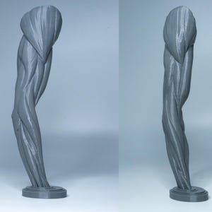 May include: A grey anatomical model of a human arm, displaying detailed muscle structure. The arm is sculpted with realistic textures and rests on a circular base. The model is designed as a visual aid for educational or artistic purposes.