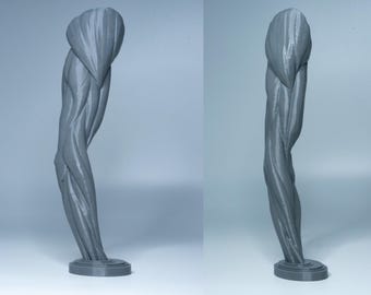 May include: A gray anatomical model of a human arm, showcasing detailed muscle structure. The arm is sculpted with realistic textures and sits on a circular base. The model is designed to be a visual aid for educational or artistic purposes.