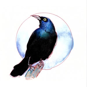 Grackle Print | 5x7 Print | 8x10 Print | Cat Rocketship | Hand Drawn, Animal, Watercolor, Unframed Art | Gift for Her, Him, Them