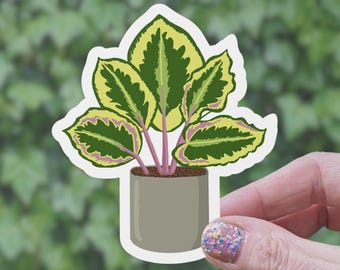 Calathea Plant Sticker: Waterproof Matte Vinyl Die-Cut