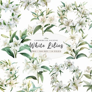 Marco de jardín de lirios blancos de acuarela, clipart botánico de nacimiento, clipart floral de ramo de lirios blancos de jardinería, lirio floral blanco de flores silvestres png