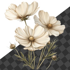 May include: A bouquet of cream-colored cosmos flowers with green stems and buds. The flowers have a delicate, layered appearance and are arranged in a cluster.