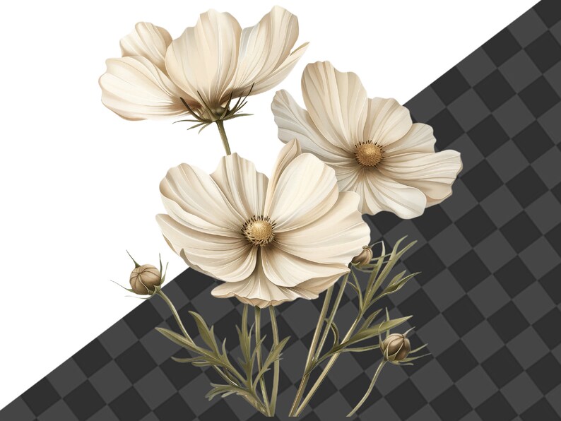 May include: A bouquet of cream-colored cosmos flowers with green stems and buds. The flowers have a delicate, layered appearance and are arranged in a cluster.