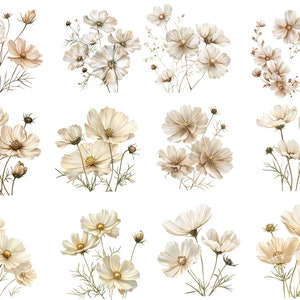 May include: A collection of 12 digital illustrations featuring delicate white cosmos flowers with brown stems and leaves. The flowers are arranged in various bouquets and clusters, creating a soft and romantic aesthetic.