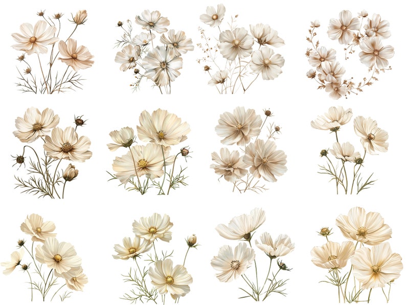 May include: A collection of 12 digital illustrations featuring delicate white cosmos flowers with brown stems and leaves. The flowers are arranged in various bouquets and clusters, creating a soft and romantic aesthetic.