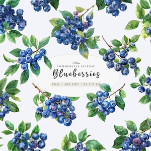 Beeren Clip Art, Blaubeerzweig Clipart, Aquarell Blaubeere png, Blaubeerkunst, Sommerbeeren Clipart, Blaubeerkunst, Kostenlos kommerziell