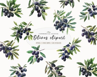 Aquarell Oliven Clipart, Olivenzweig Clipart, Oliven Clipart, Clipart Olivenblätter, Oliven Blätter Png, Clipart Grün, Kostenlose Werbung