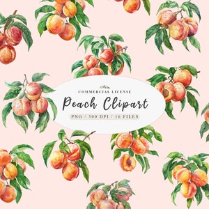 Watercolor peach clipart, Peach Fruit Clipart, Peaches Png, Peach watercolor clipart, Peaches Clipart, Peach fruit clipart,
