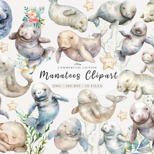 Baby Aquarell Seekühe Clipart, Seekuh Baby png, Wasser Clipart, süße Seekuh Kunst, Meer Leben Clipart, Baby Seekuh Clip Art, Baby Clipart