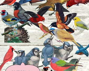 Vintage Bird Clip Art: 20 PNG Images for Collage & Scrapbooking (Digital Download)