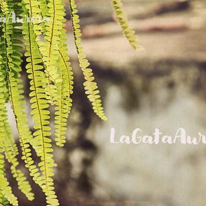 Può includere: Primo piano di fronde di felce verde brillante che cadono verso il basso. Le foglie hanno un aspetto delicato e strutturato, con un muro sfocato e strutturato sullo sfondo. Il testo "LaGataAurora" è visibile.