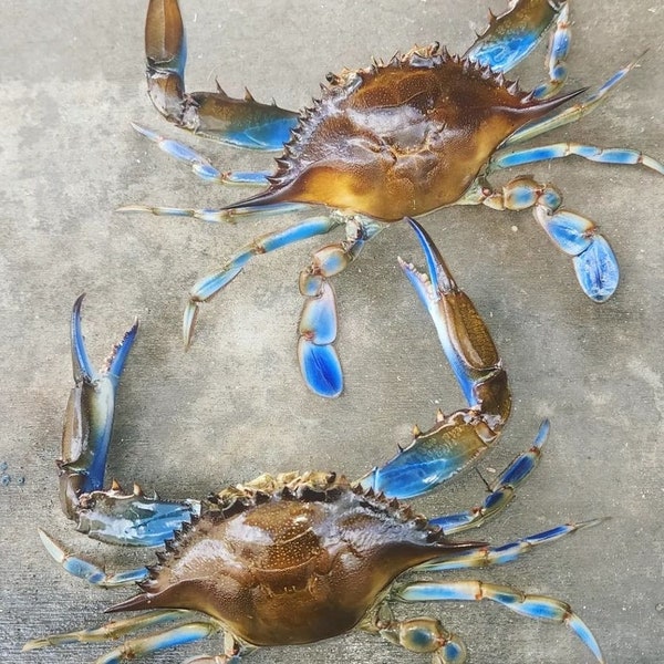 Large Blue crab taxidermy