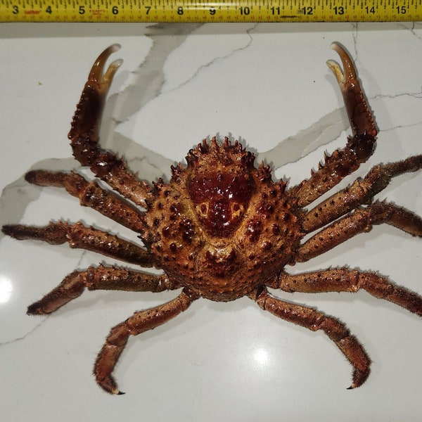 Crabe royal des Caraïbes MOYEN (crabe de la Manche, araignée de mer, crabe corail taxidermie