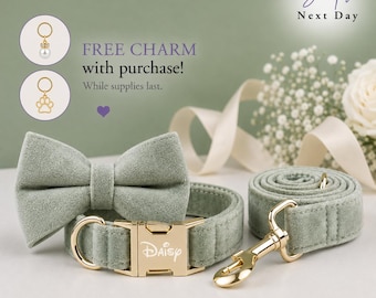 May include: A sage green velvet pet collar featuring a matching bow tie and a gold-toned metal buckle engraved with the name Daisy. The set includes a coordinating sage green velvet leash with a gold-toned metal swivel snap hook clasp.