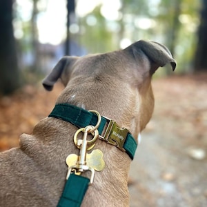 Pu&ograve; includere: Un cane marrone che indossa un collare di velluto verde con una fibbia dorata e il nome "McNally" inciso su di esso. Il cane indossa un cartellino per cani a forma di osso dorato attaccato a un guinzaglio verde.