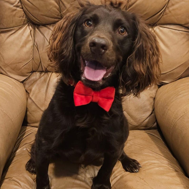 Pu&ograve; includere: Un cane marrone e nero con un papillon rosso &egrave; seduto su un divano in pelle marrone. Il cane sorride e ha la lingua di fuori.