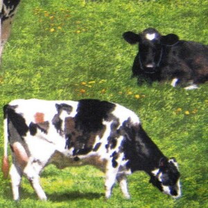 May include: Three black and white cows grazing in a green grassy field. The cows are in various poses, one is lying down, one is standing, and one is walking.