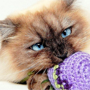 Sample Pack Catnip Cat Toys All Proceeds Donated image 3