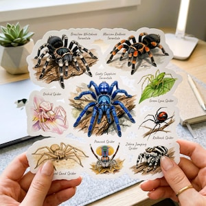 Arkusz naklejek z pająkami, naklejki z tarantulami, nowoczesna sztuka entomologiczna, prezent dla miłośnika owadów z pajęczakiem na laptopa, naukowy dziennik wykresów edukacyjnych