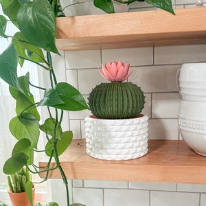 Barrel Cactus Piggy Bank - Regular/Large/Xtra Large sizes