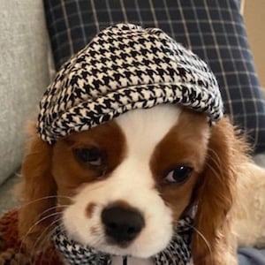Extra Small or Small dog newsboy cap (hat)