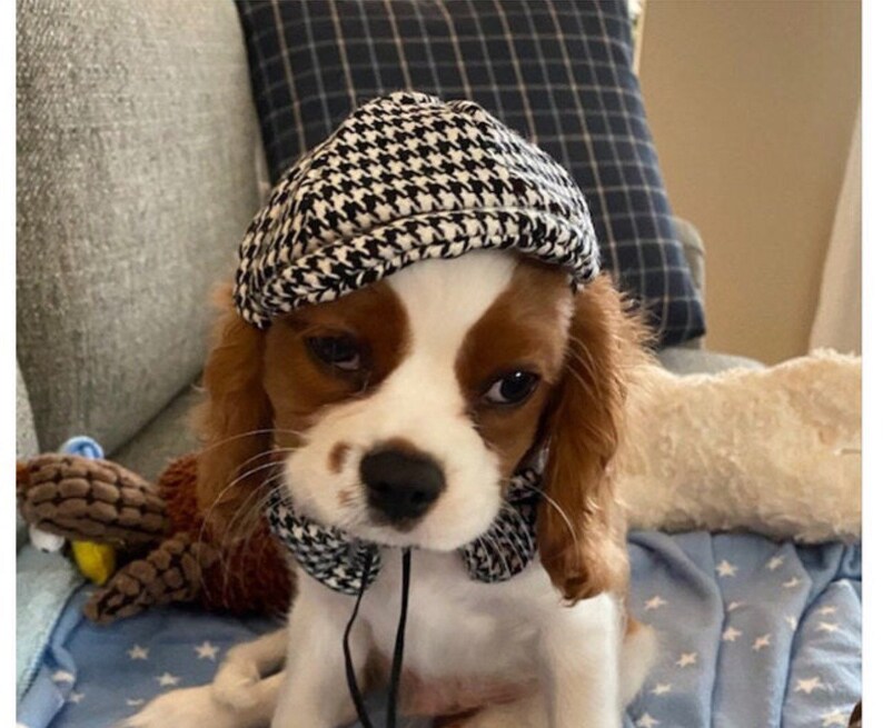 Extra Small or Small dog newsboy cap hat Etsy