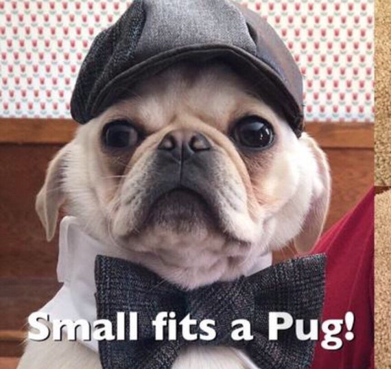 Small dog newsboy cap hat | Etsy