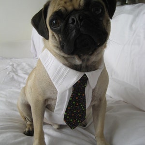Custom Dog Dress Shirt and Tie Set - Small to Medium sized dogs