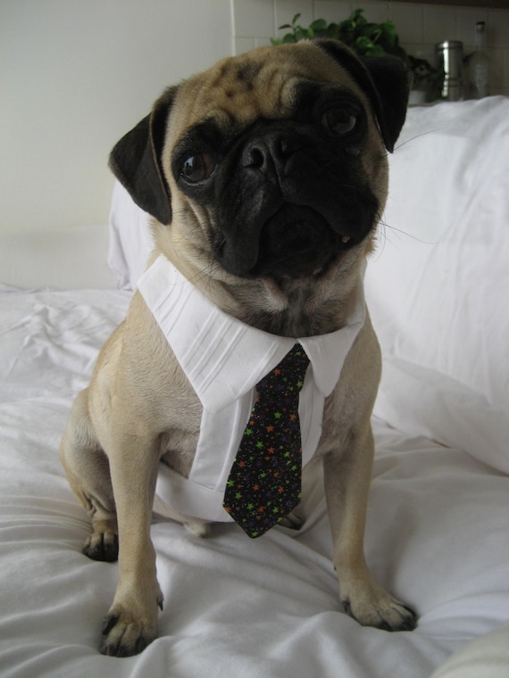 Dog shirt and tie sale
