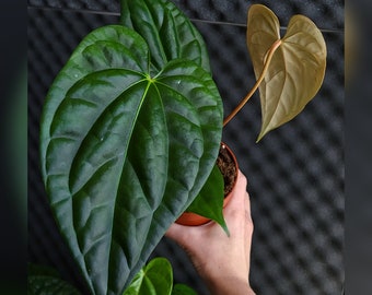 Anthurium regale x lussuosi