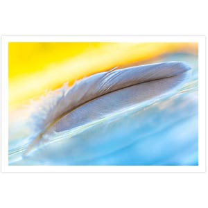 POSTKARTE I Feder | Fotografie I Natur I Foto I blau l gelb l Kunst I Grußkarte I 15x10cm I Geschenk