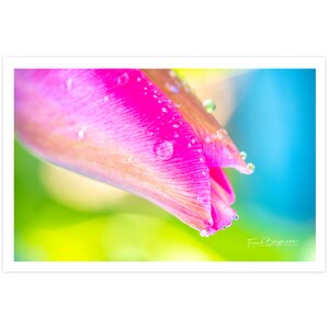 POSTKARTE I Tulpe I Fotografie I Blume I Tropfen I pink I grün I blau I  Natur I Foto I Makro I bunt I Kunst I Regen I Grußkarte I 15x10cm