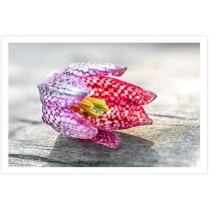 POSTKARTE I Schachbrettblume | Blumen | Blüten I Fotografie I Natur I Foto I pink l weiß l grau l Kunst I Grußkarte I 15x10cm I Geschenk