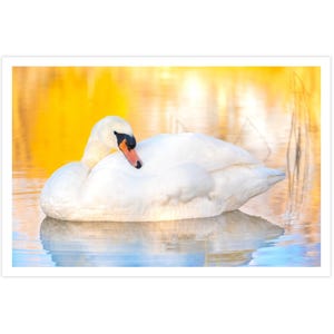 POSTKARTE I Blume | Huflattich I Fotografie I Natur I Foto I Makro l grün l orange l weiß l Kunst I Grußkarte I 15x10cm I Geschenk