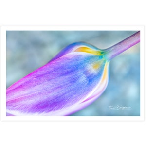 POSTKARTE I Tulpe I Fotografie I pink I lila I gelb I blau I Blume I Grußkarte I Foto I Makro I Kunst l Natur I 15x10cm I Geschenk