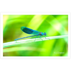 POSTKARTE I Libelle I Fotografie I Prachtlibelle I Insekt I grün I blau I Schilf I Natur I Foto I Makro I Kunst I Grußkarte I 15x10cm
