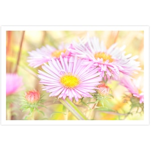 POSTKARTE I Astern| Blumen | Blüten I Fotografie I Natur I Foto I rosa l gelb l grün l Kunst I Grußkarte I 15x10cm I Geschenk